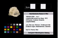 Foto (Objekt + Etikett) von Longodromites excisus (von Meyer, 1857)  (NHMW-GEO-1990-0041-2694)